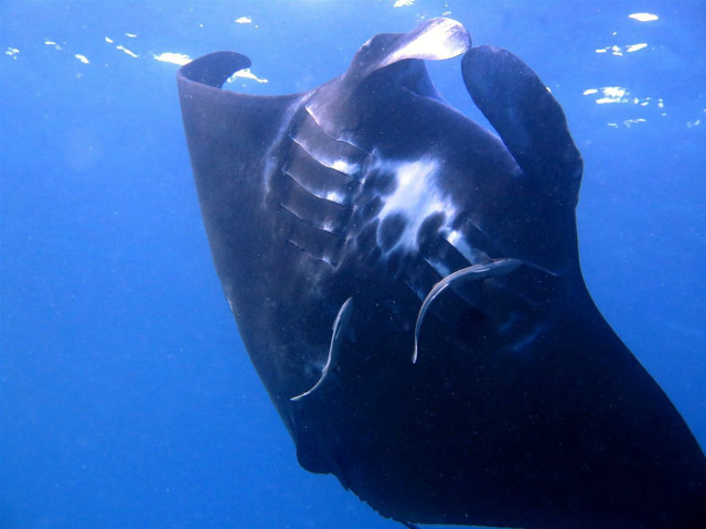 Dolphin aurora starry sky ocean free wallpaper for desktop - medium preview image