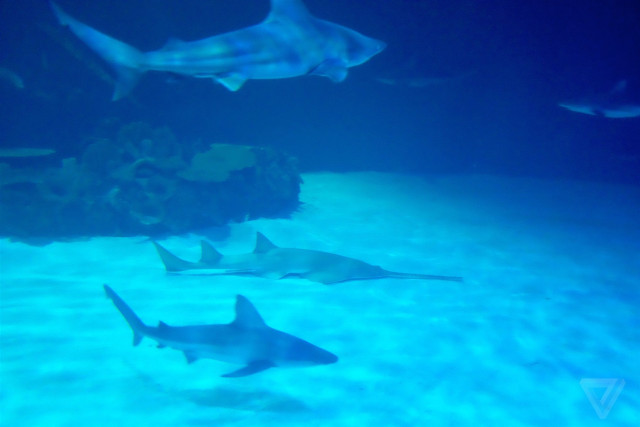 Sharks aquarium blue water coral free wallpaper for desktop - medium preview image