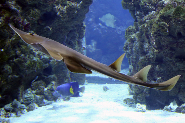 Large fish aquarium swimming rock free wallpaper for desktop - medium preview image