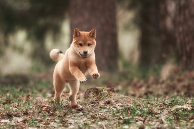 Small dog running forest leaves free wallpaper for desktop - medium preview image