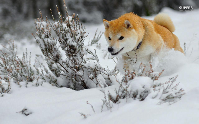 Dog running snow field bushes free wallpaper for desktop - medium preview image