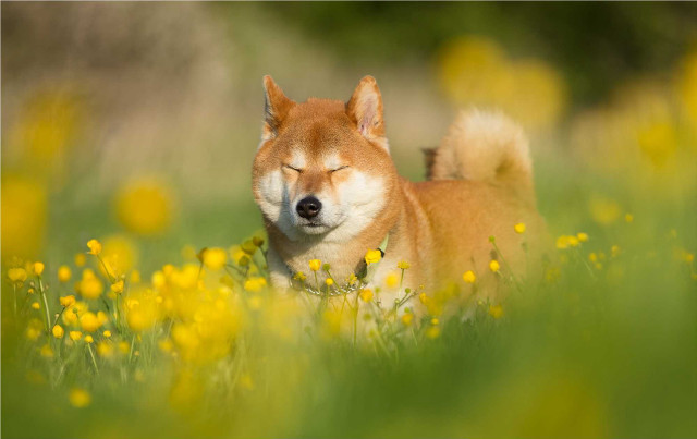 Dog laying field flowers grass free wallpaper for desktop - medium preview image