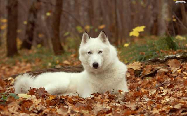 White dog leaves forest basket free wallpaper for desktop - medium preview image