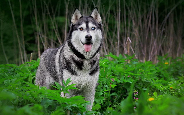 Husky dog field green plants free wallpaper for desktop - medium preview image