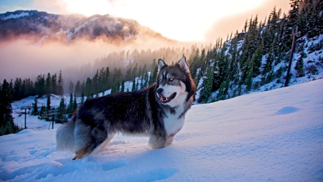 Husky dog snow mountains clouds free wallpaper for desktop - medium preview image