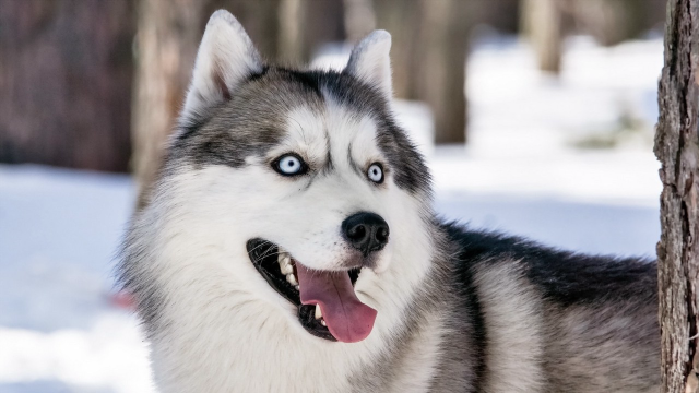 Husky blue eyes tree snow free wallpaper for desktop - medium preview image