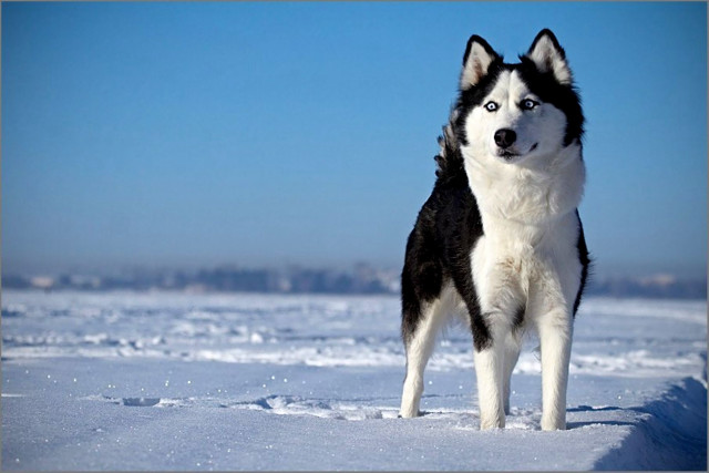 Husky dog snow camera blue free wallpaper for desktop - medium preview image