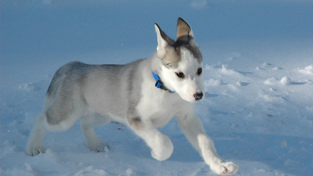 Husky running snow paw air free wallpaper for desktop - medium preview image