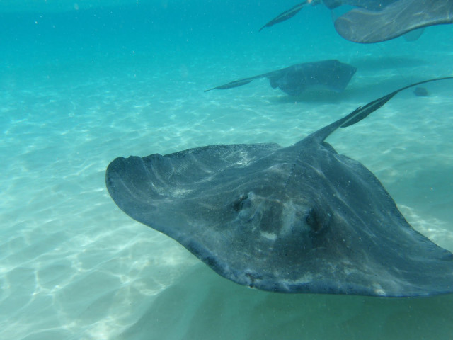 Stingfish ocean fish neck rayonism free wallpaper for desktop - medium preview image