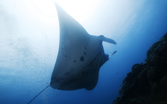 Large fish swimming ocean rock free wallpaper for desktop - medium preview image