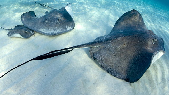 Stingrays swimming ocean beach sand free wallpaper for desktop - medium preview image