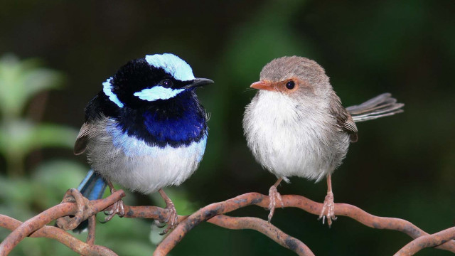 Two birds branch blurry background free wallpaper for desktop - medium preview image