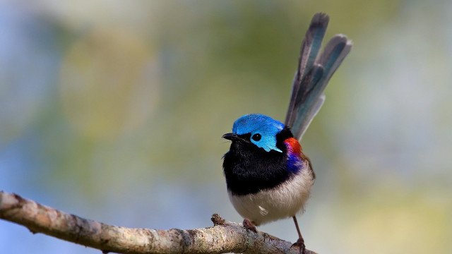 Blue bird black wings branch free wallpaper for desktop - medium preview image