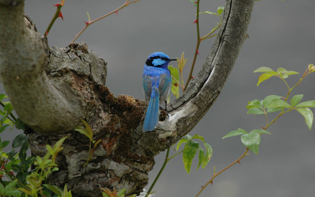 Blue bird tree branch leaves #2 free wallpaper for desktop - medium preview image