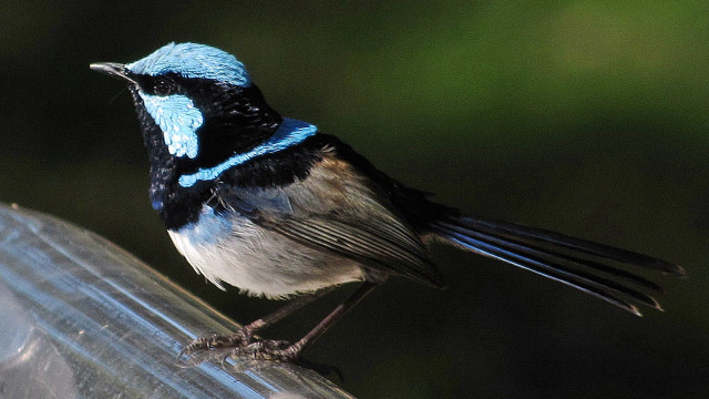 Blue black bird feeder looking free wallpaper for desktop - medium preview image