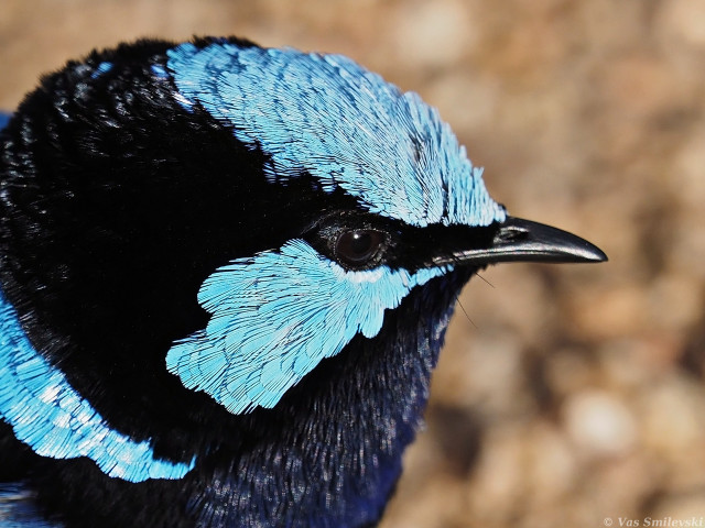 Blue black bird macro award free wallpaper for desktop - medium preview image