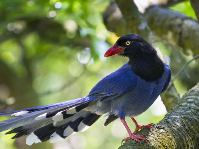 Bird red beak perched tree free wallpaper for desktop - medium preview image