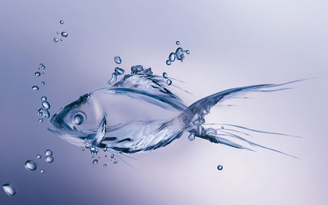 Fish swimming blue water bubbles free wallpaper for desktop - medium preview image