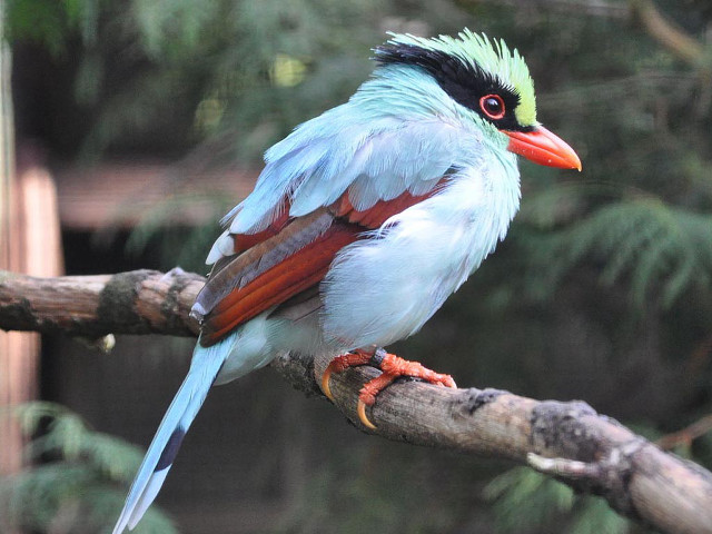 Colorful bird tree branch forest #6 free wallpaper for desktop - medium preview image