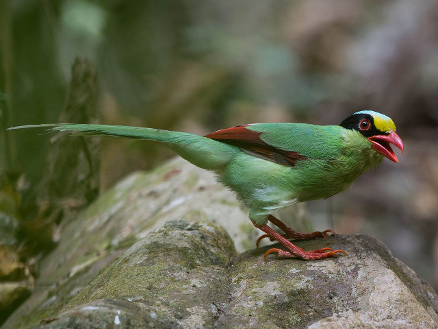 Green bird wings spread rock free wallpaper for desktop - medium preview image
