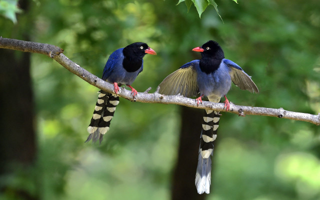 Two birds branch wings spread #4 free wallpaper for desktop - medium preview image
