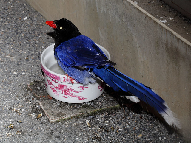 Blue bird white bowl ground free wallpaper for desktop - medium preview image