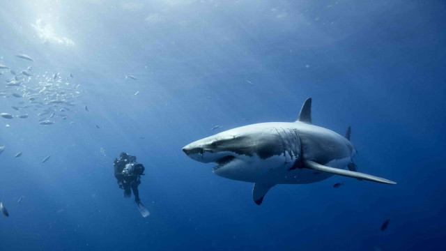 Man shark diver ocean night free wallpaper for desktop - medium preview image