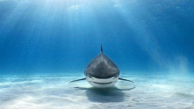 Shark swimming ocean sunlight person free wallpaper for desktop - medium preview image