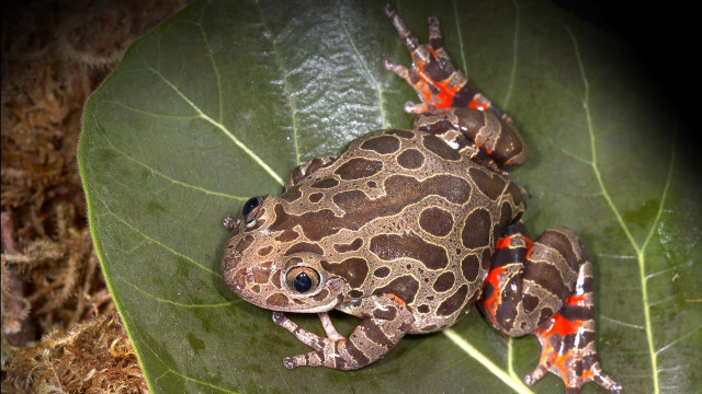 Frog sitting leaf red spots free wallpaper for desktop - medium preview image
