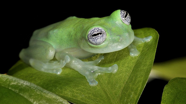 Green frog holography macro detailed free wallpaper for desktop - medium preview image