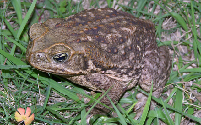 Frog grass flower background blurry free wallpaper for desktop - medium preview image