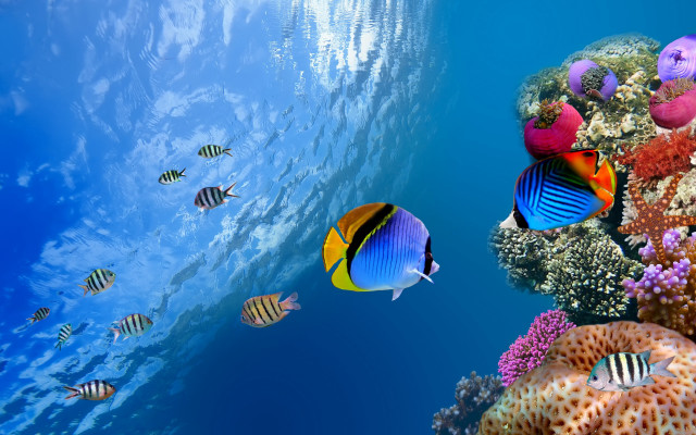 Fish swimming blue ocean coral #3 free wallpaper for desktop - medium preview image