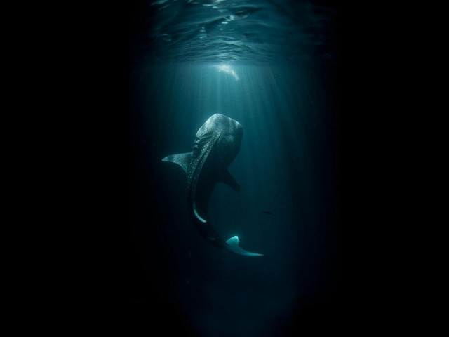 Whale swimming ocean head under free wallpaper for desktop - medium preview image