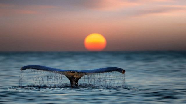 Whale tail sunset ocean sun free wallpaper for desktop - medium preview image