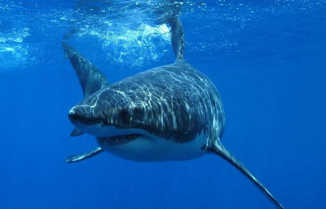 Large shark swimming ocean camera #3 free wallpaper for desktop - medium preview image