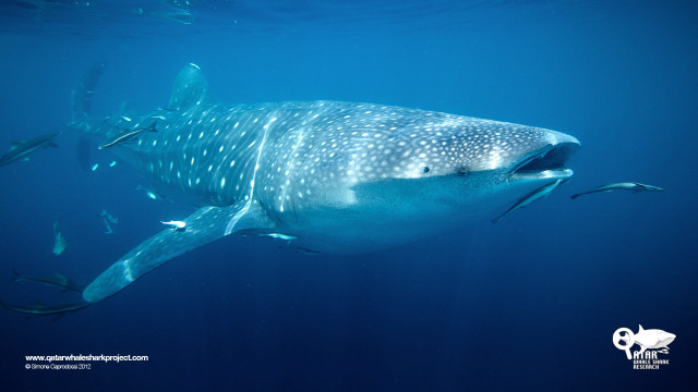 Whale fish ocean rayonism abidin free wallpaper for desktop - medium preview image