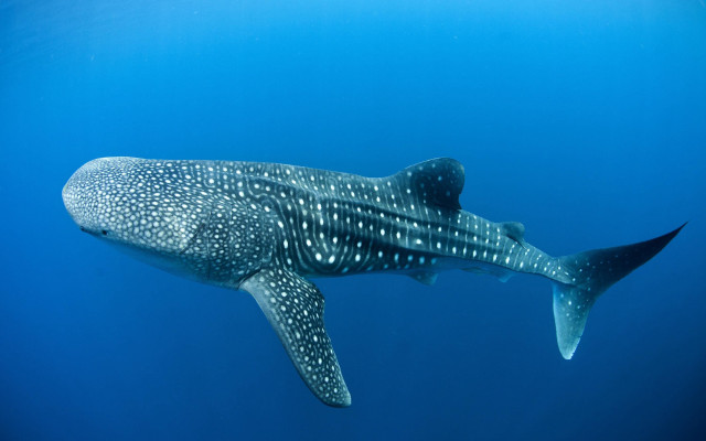 Whale swimming fish ocean bubbles free wallpaper for desktop - medium preview image