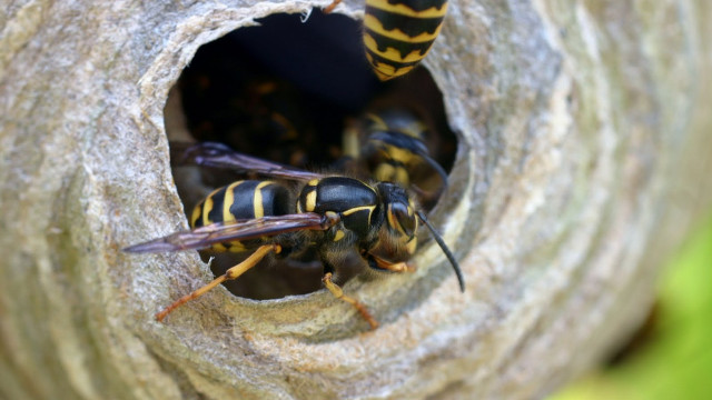 Bees nest tree branch couple free wallpaper for desktop - medium preview image