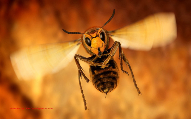 Bee flying macro orange sunset free wallpaper for desktop - medium preview image