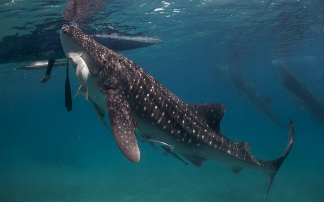 Whale swimming ocean man nearby free wallpaper for desktop - medium preview image