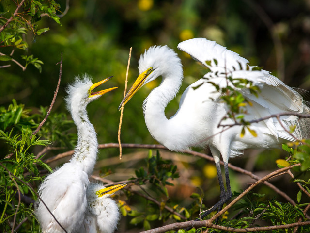 Two white birds tree branch free wallpaper for desktop - medium preview image