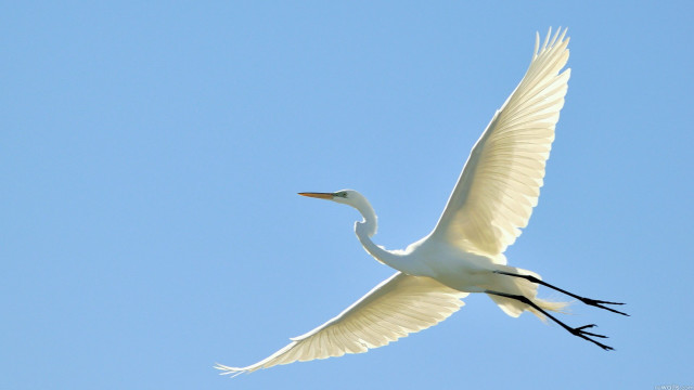 White bird flying blue sky #6 free wallpaper for desktop - medium preview image