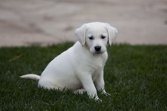 White puppy sitting grass sad #2 free wallpaper for desktop - medium preview image