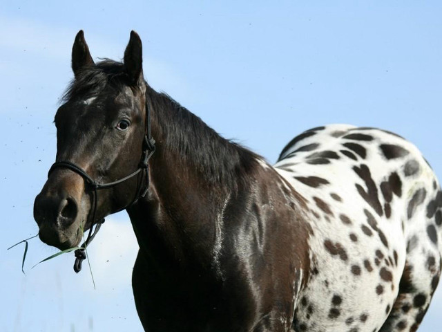 Black white horse black spot free wallpaper for desktop - medium preview image
