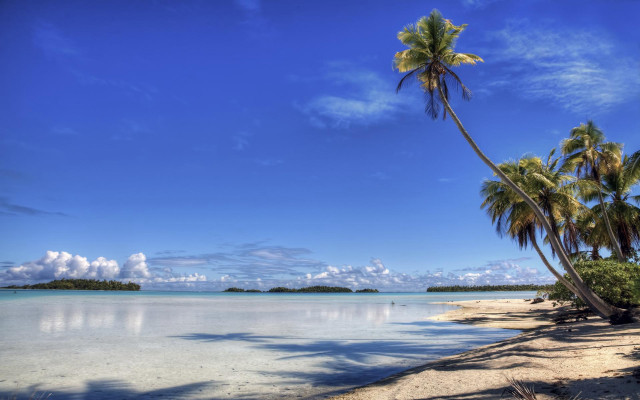 Beach palm trees blue sky #7 free wallpaper for desktop - medium preview image