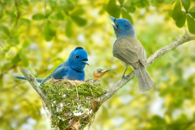 Two birds tree branch nest free wallpaper for desktop - medium preview image