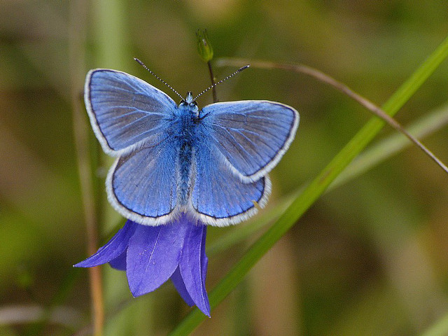Blue butterfly purple flower grass free wallpaper for desktop - medium preview image