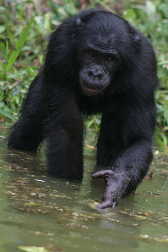 Black gorilla river forest green free wallpaper for mobile - medium preview image