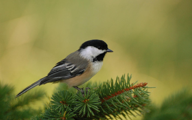 Small bird pine branch ecological free wallpaper for desktop - medium preview image