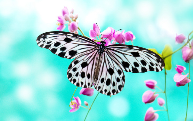 Butterfly flower blue background blurry free wallpaper for desktop - medium preview image